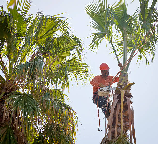 Best Large Tree Removal  in , GA